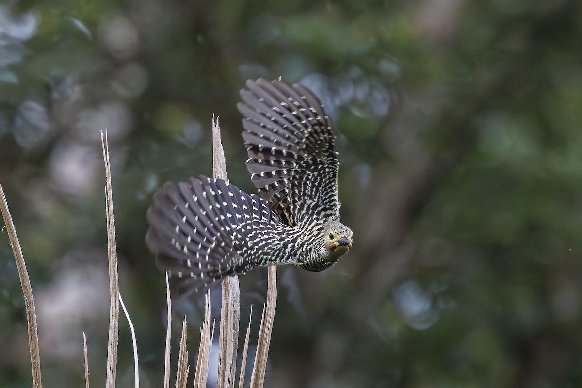 Buff-rumped Woodpecker - ML647010972