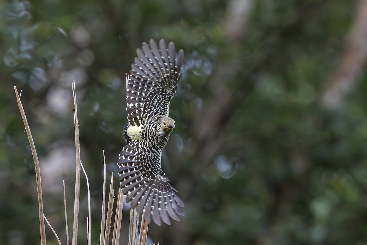Buff-rumped Woodpecker - ML647010973