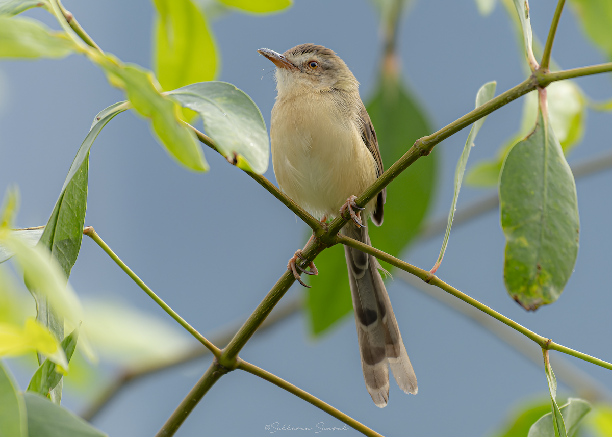 Plain Prinia - ML647010974