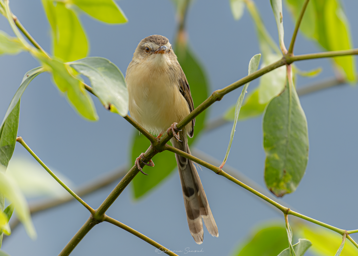 Plain Prinia - ML647010975
