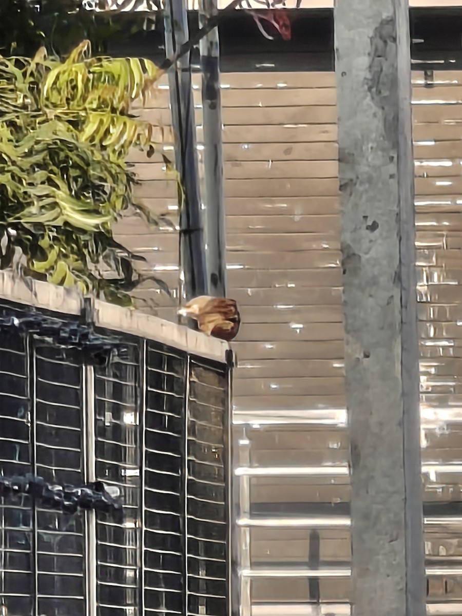 Yellow-billed Babbler - ML647010978