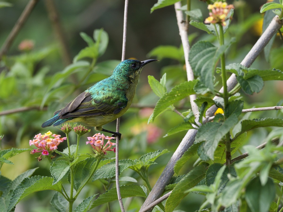 Саїманга зеленовола - ML647010981