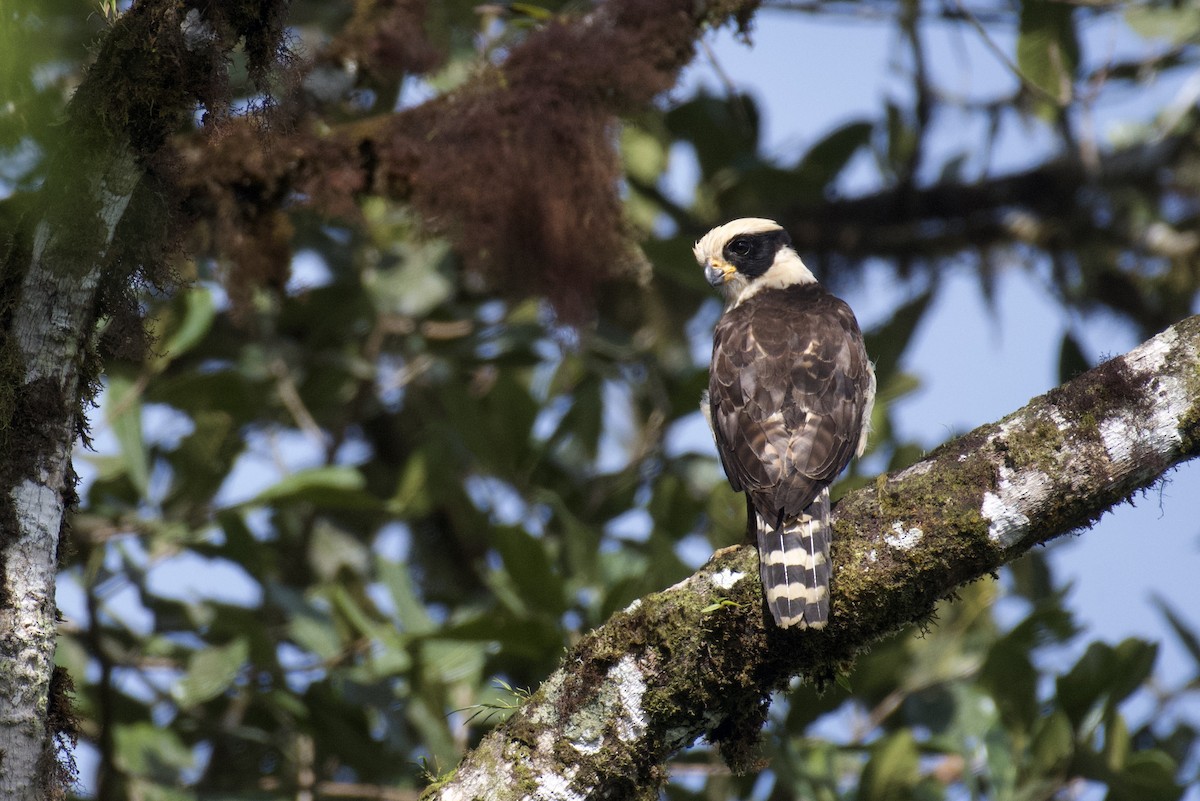 Laughing Falcon - ML647010982