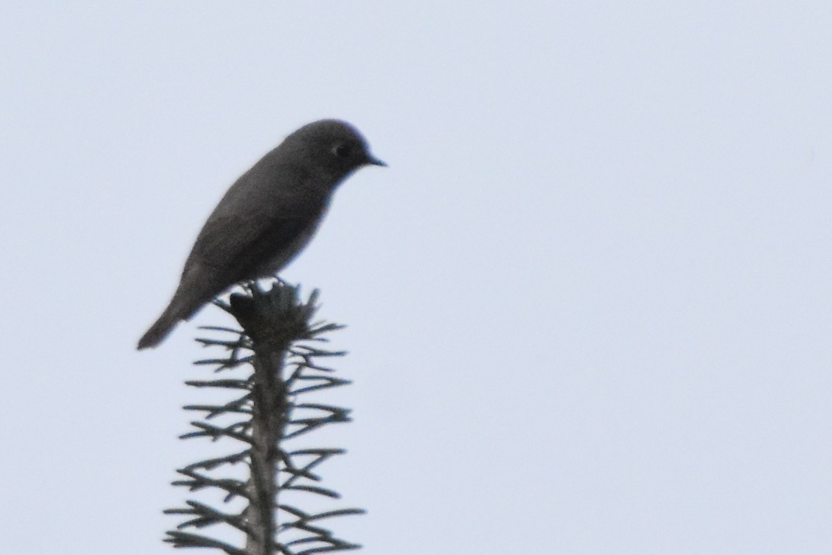 gråflankefluesnapper - ML647010983