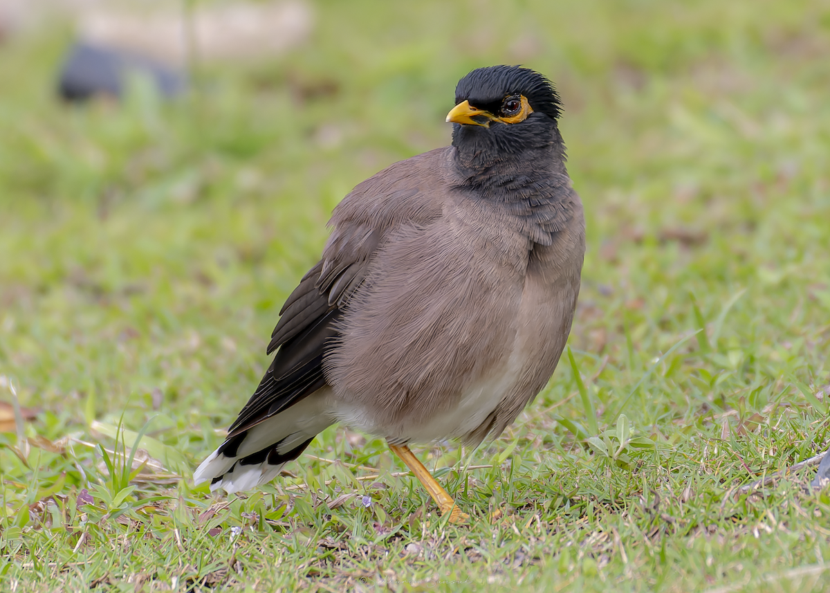 家八哥 - ML647010987