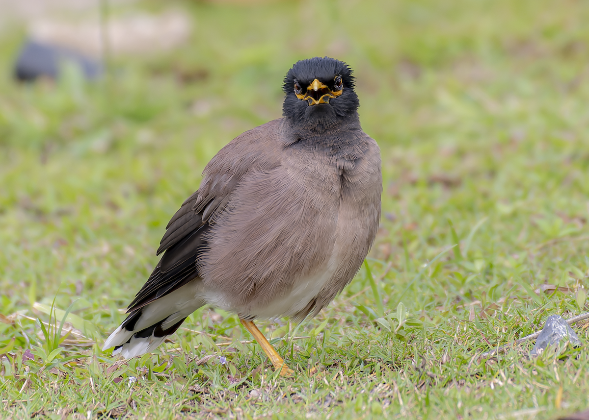 家八哥 - ML647010988