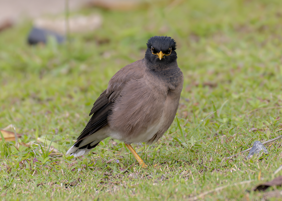 家八哥 - ML647010989