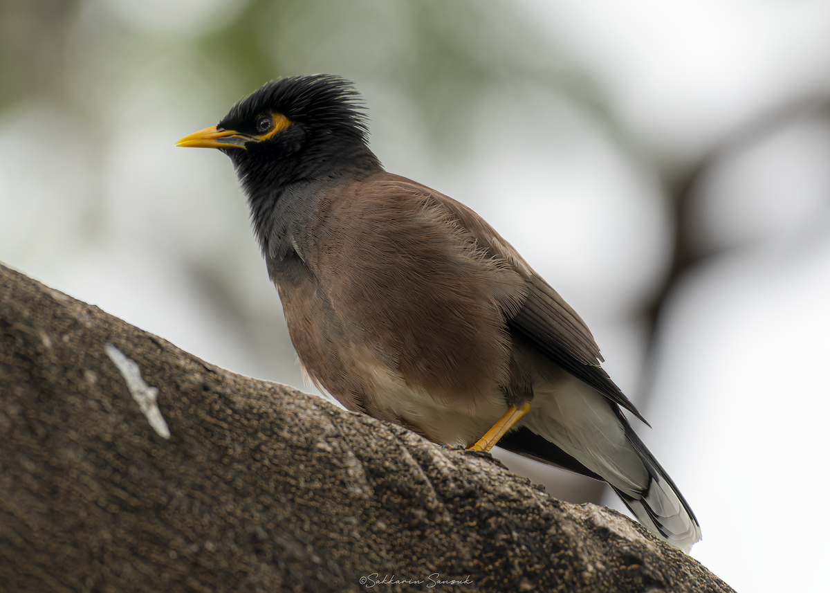 家八哥 - ML647010990