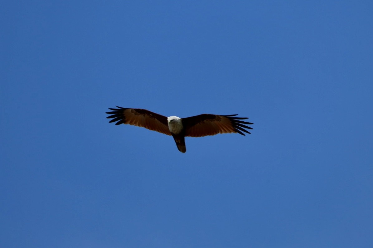 Brahman Çaylağı - ML647010993