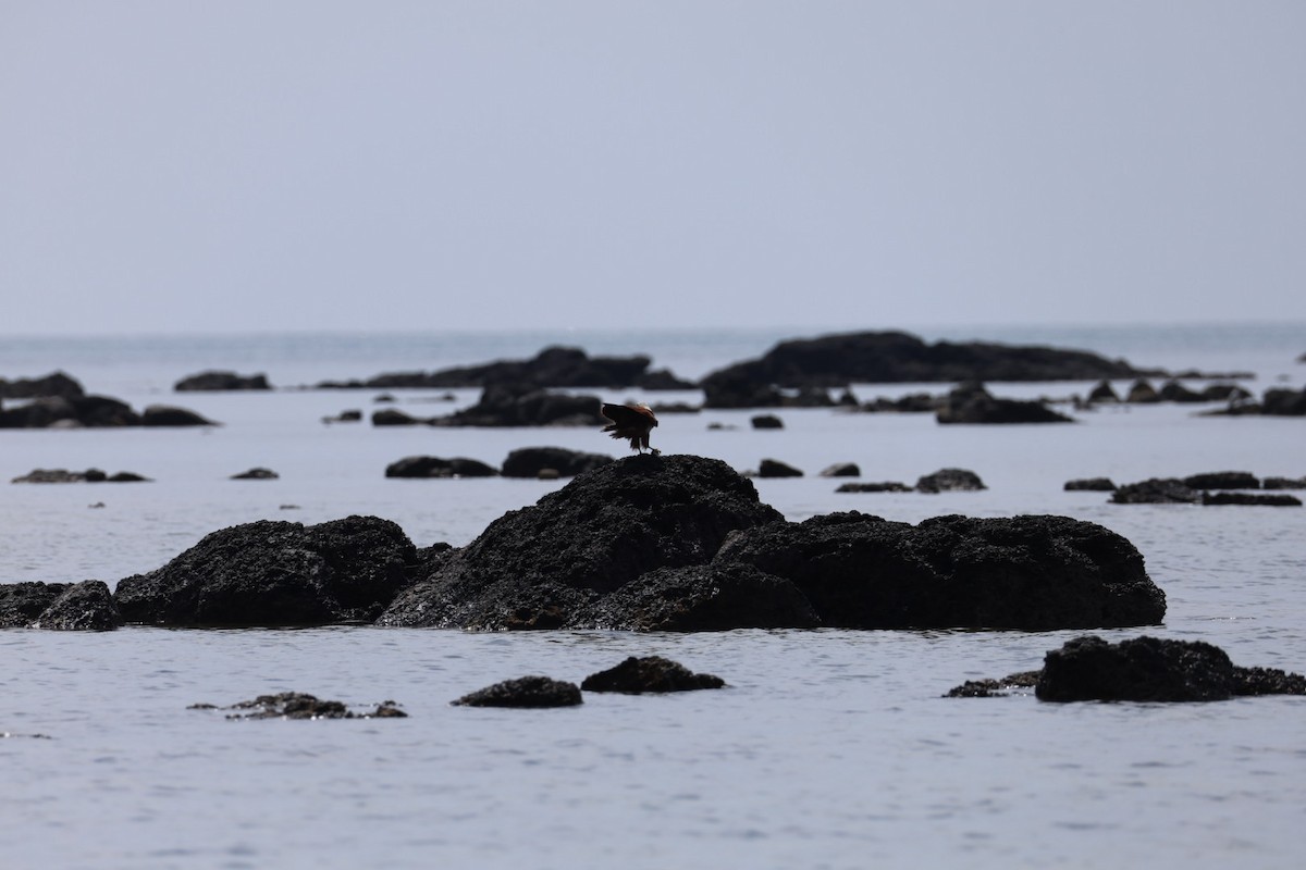 Brahman Çaylağı - ML647010994