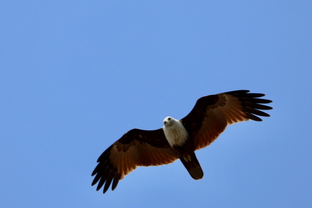 Brahman Çaylağı - ML647010995