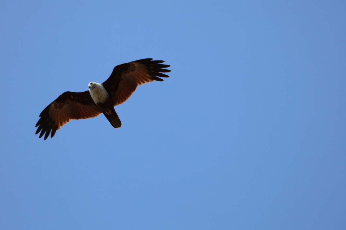 Brahman Çaylağı - ML647010996