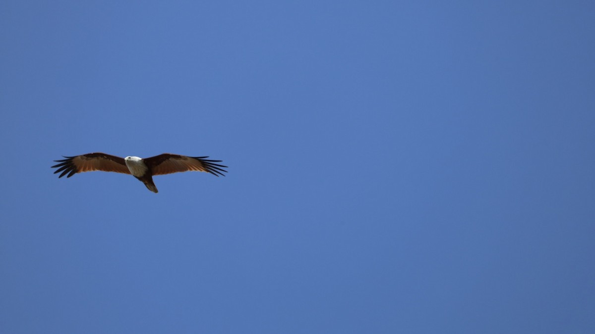 Brahman Çaylağı - ML647010997