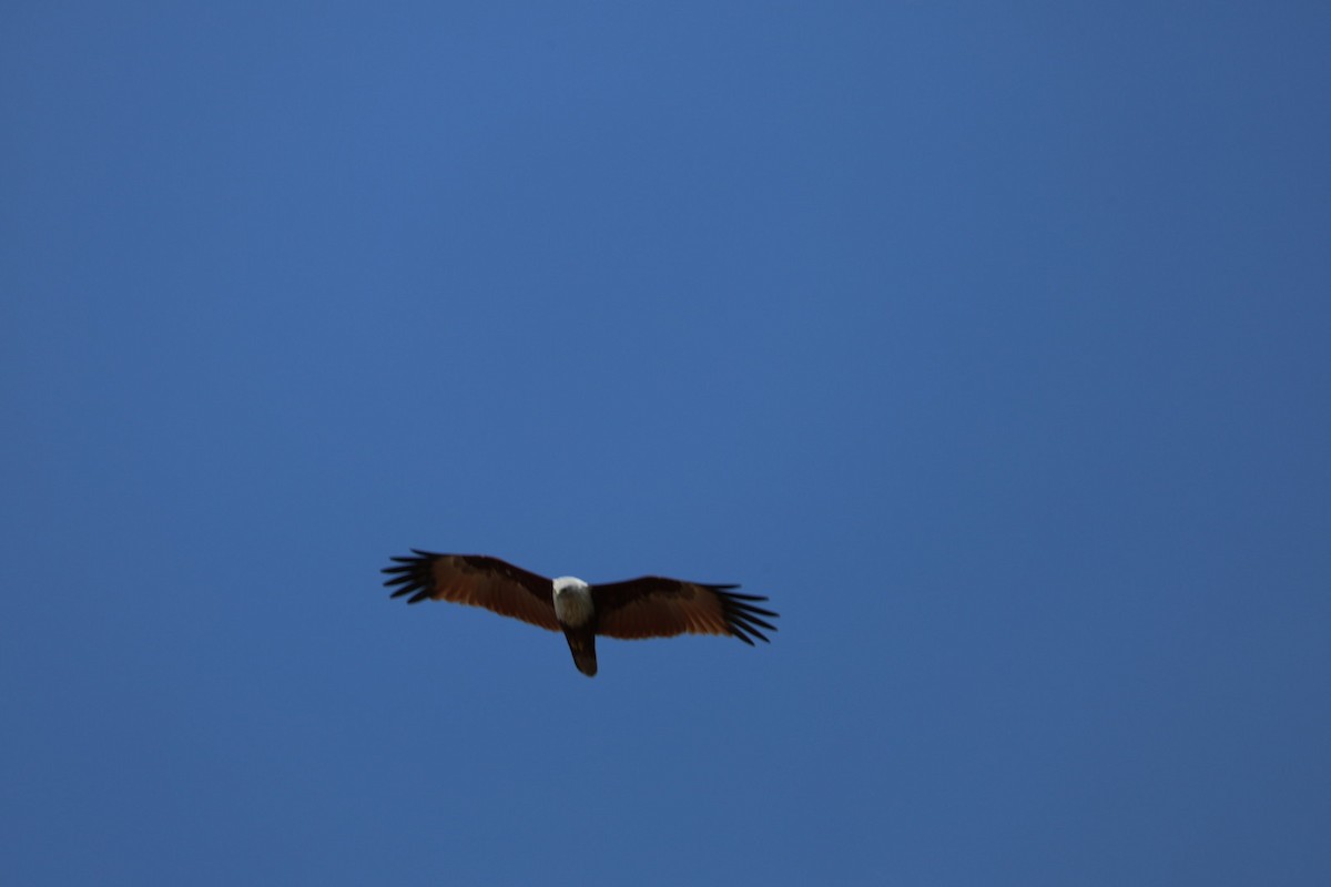 Brahman Çaylağı - ML647010998