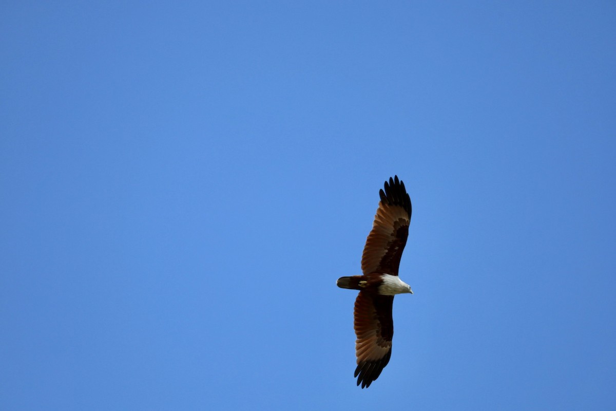 Brahman Çaylağı - ML647010999