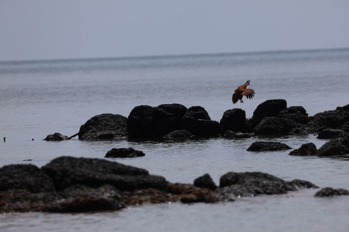 Brahman Çaylağı - ML647011000