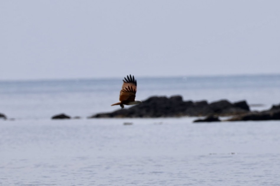 Brahman Çaylağı - ML647011001