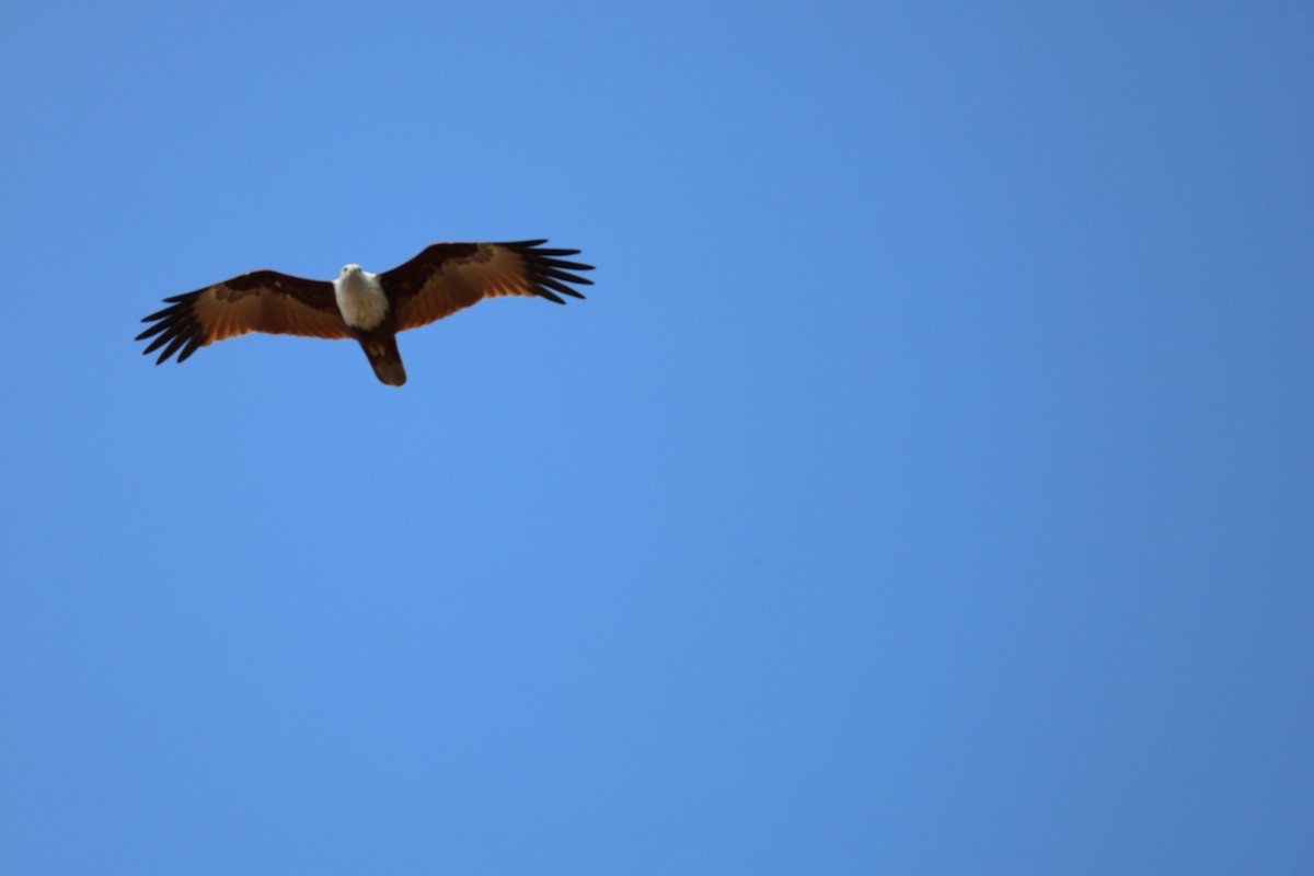 Brahman Çaylağı - ML647011002