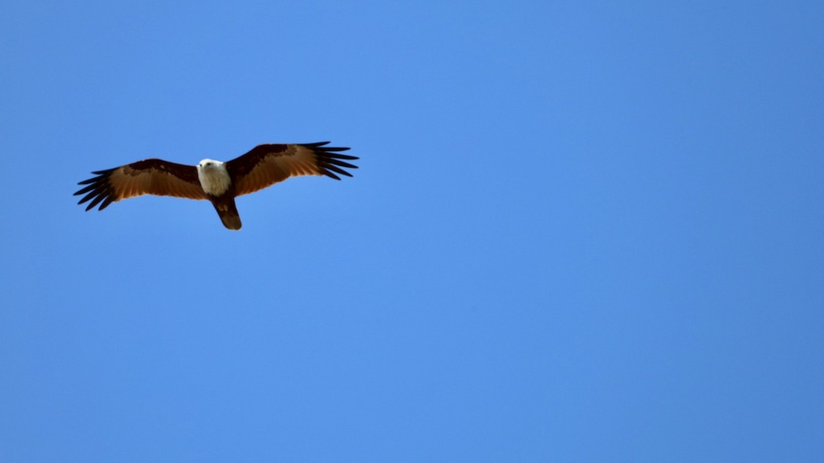 Brahman Çaylağı - ML647011003