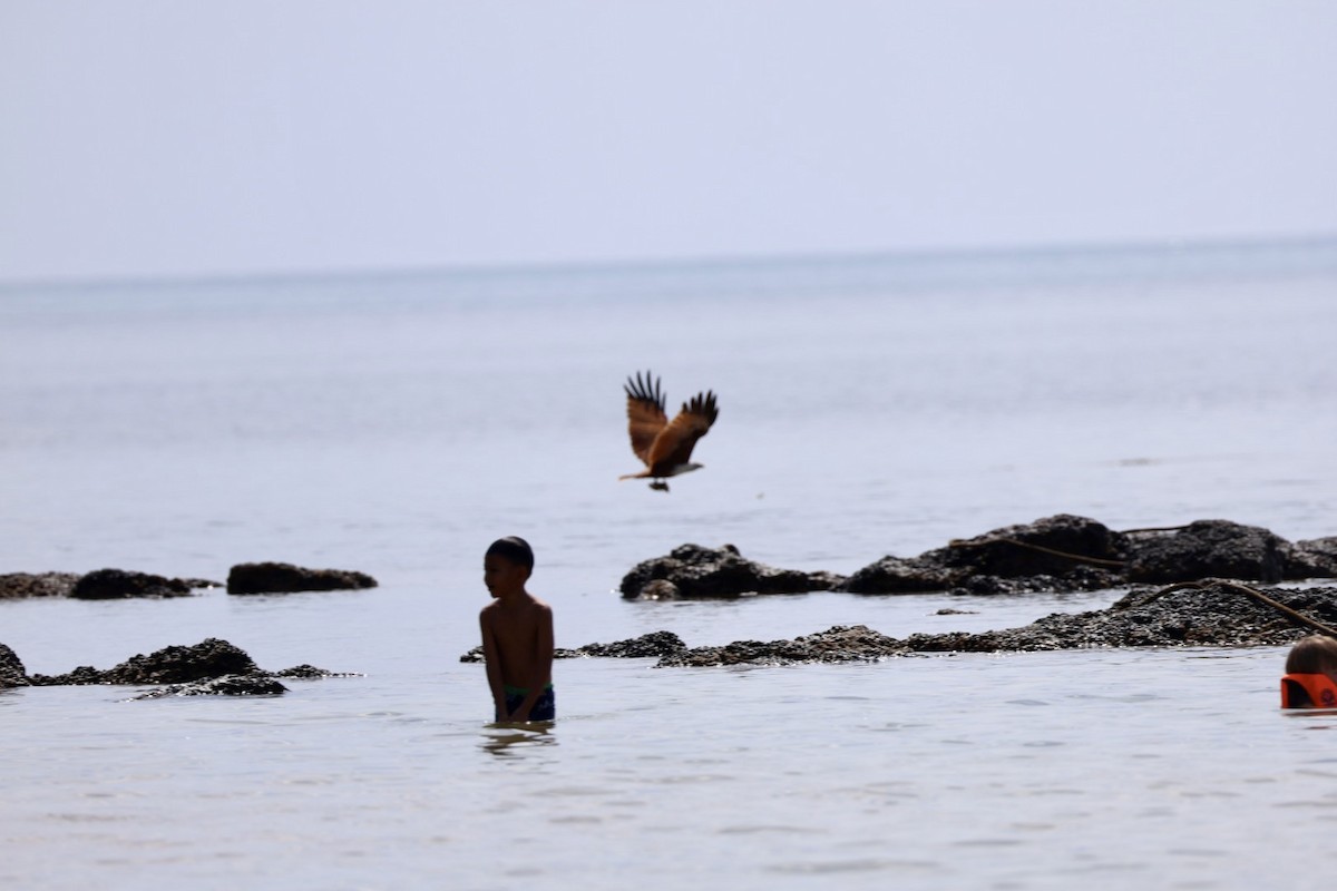 Brahman Çaylağı - ML647011005