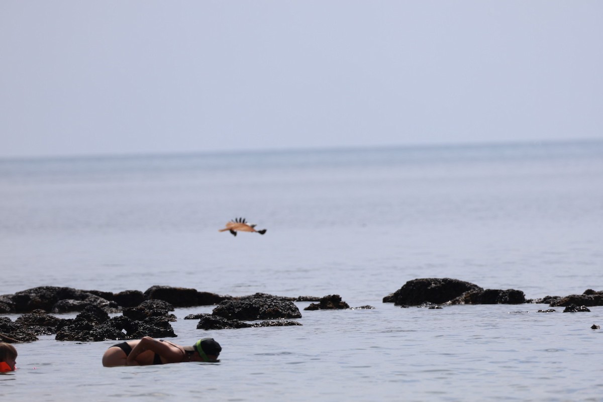 Brahman Çaylağı - ML647011006