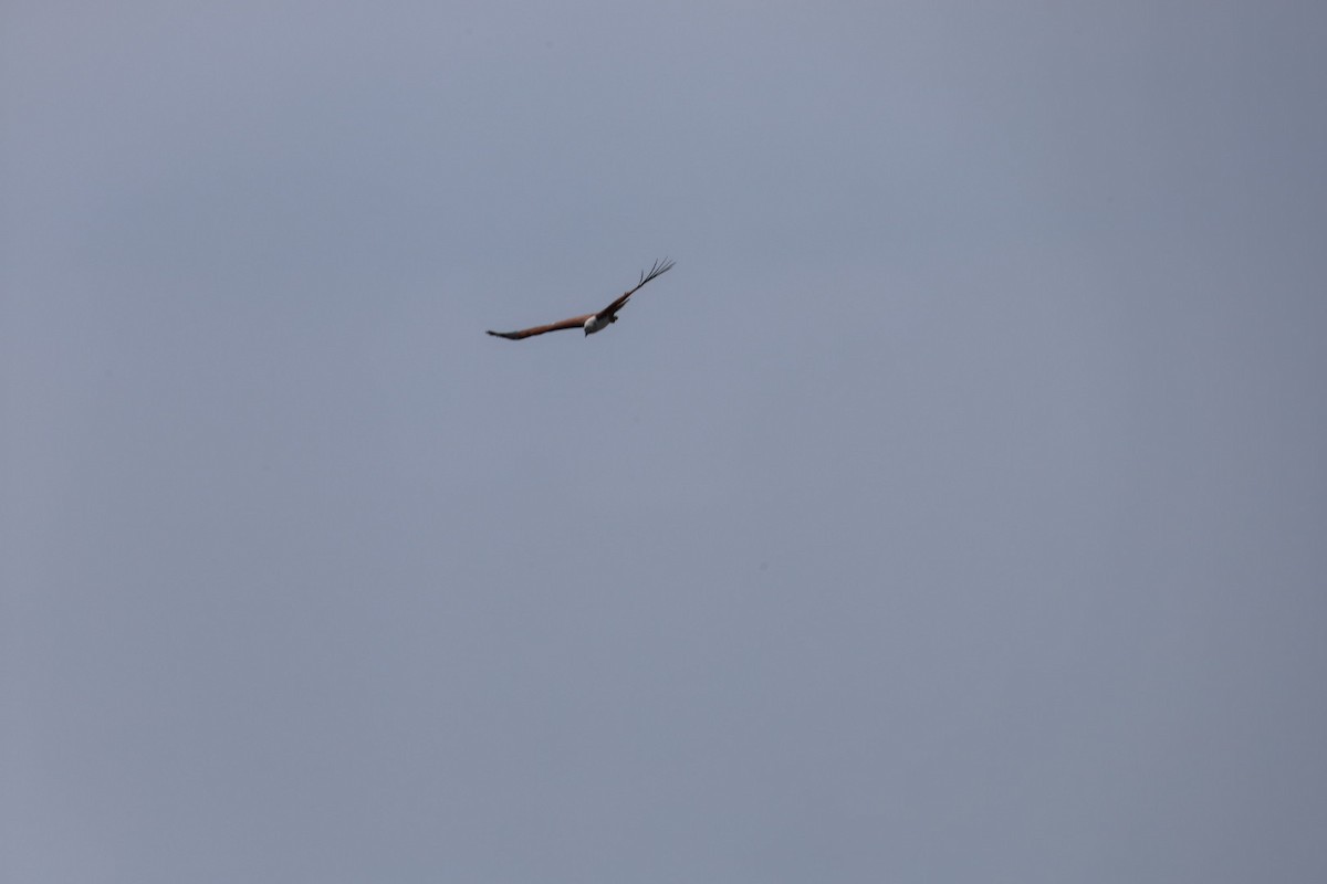 Brahman Çaylağı - ML647011007