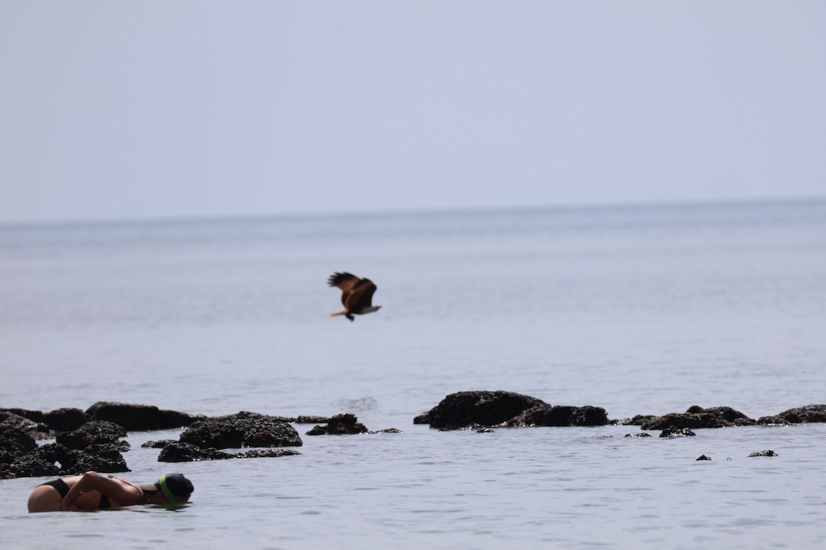 Brahman Çaylağı - ML647011008