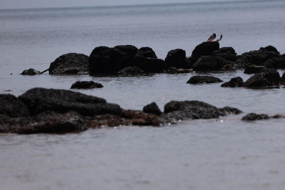 Brahman Çaylağı - ML647011009