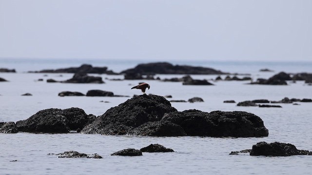 Brahman Çaylağı - ML647011010