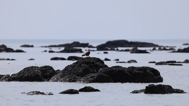 Brahman Çaylağı - ML647011011