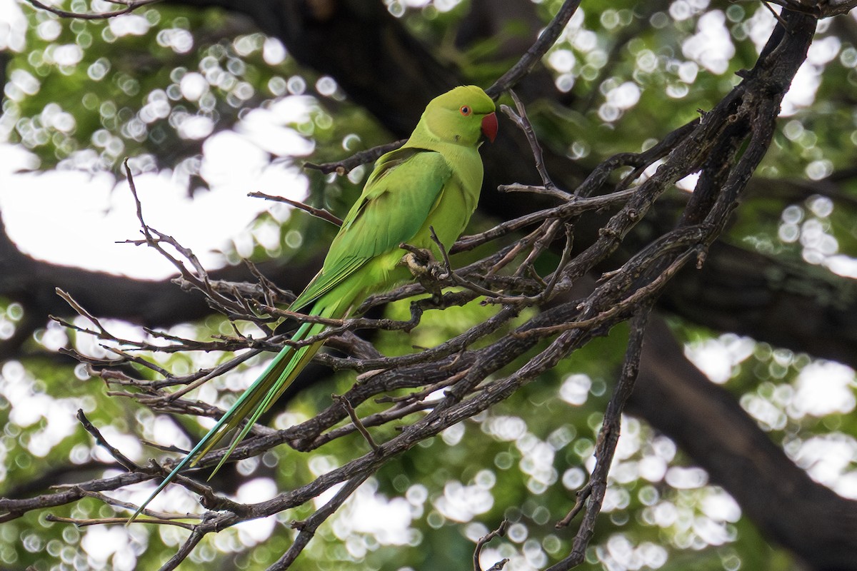 ホンセイインコ - ML647011012