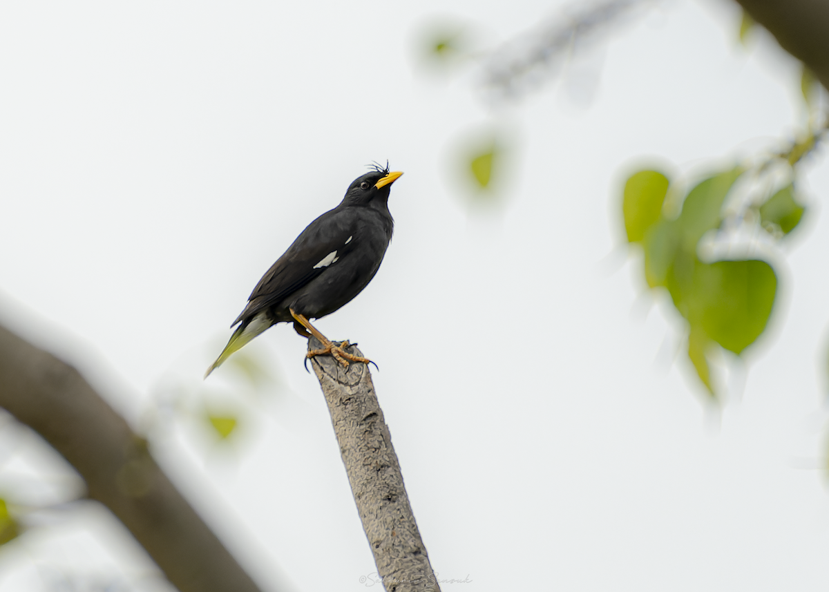 majna velká - ML647011013