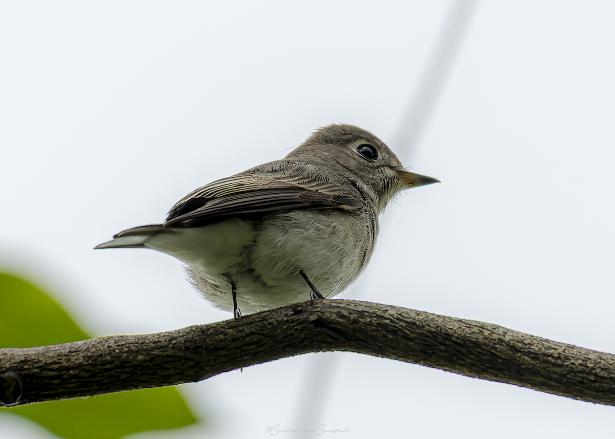 lejsek asijský - ML647011015