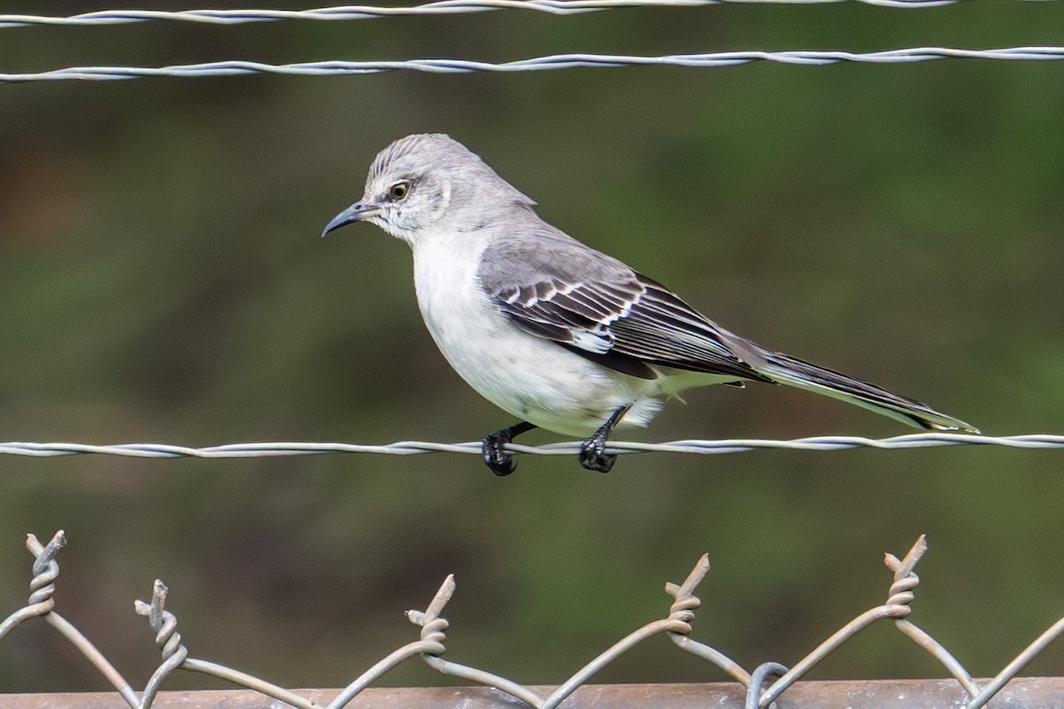 マネシツグミ - ML647011018