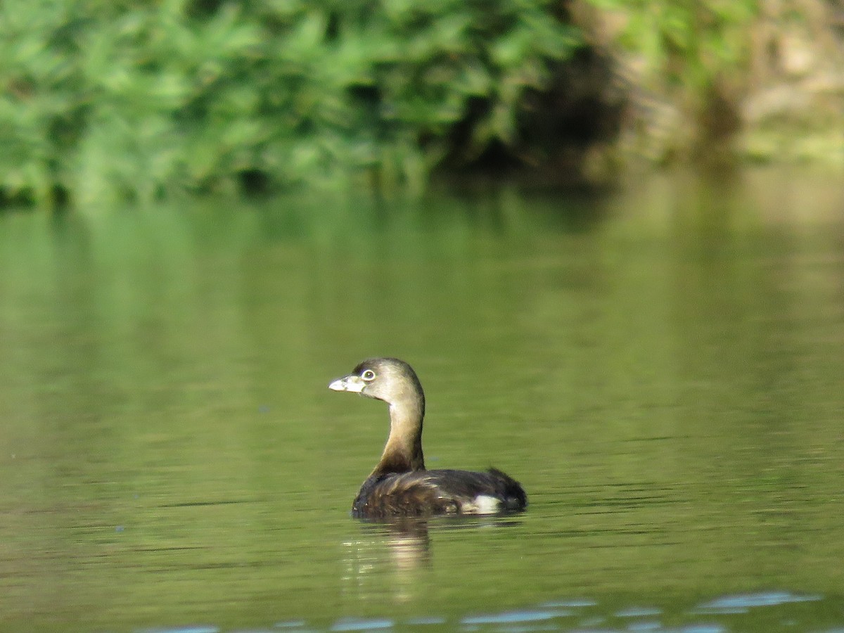 Pied-billed Grebe - ML647011019