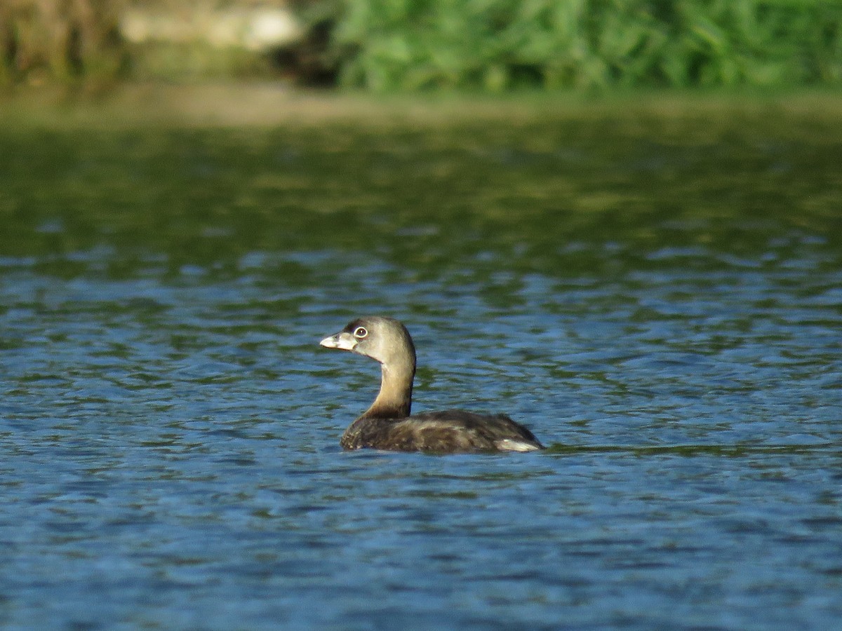 Pied-billed Grebe - ML647011020
