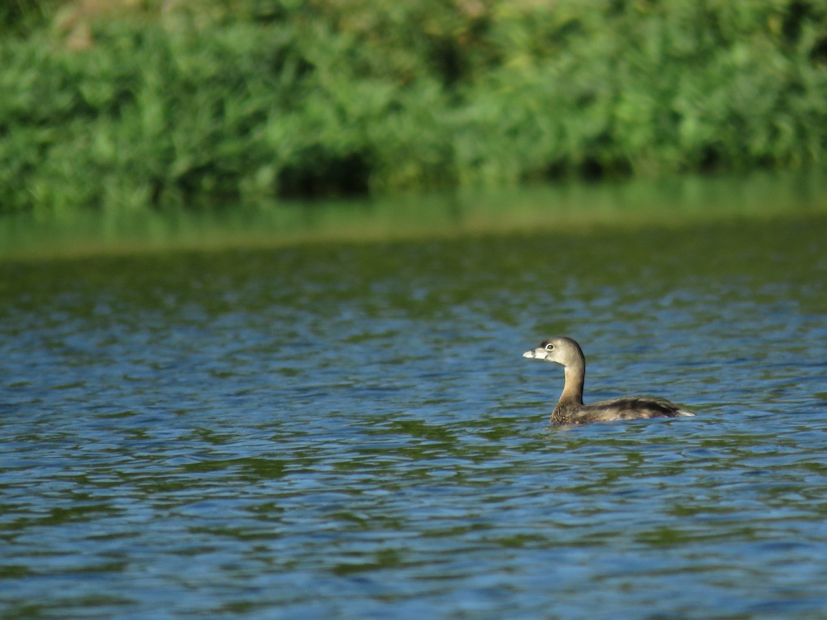 Pied-billed Grebe - ML647011021