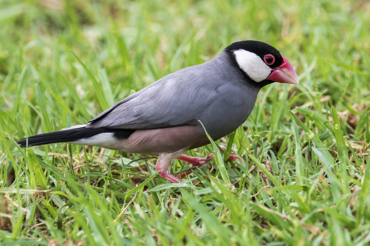 ブンチョウ - ML647011023