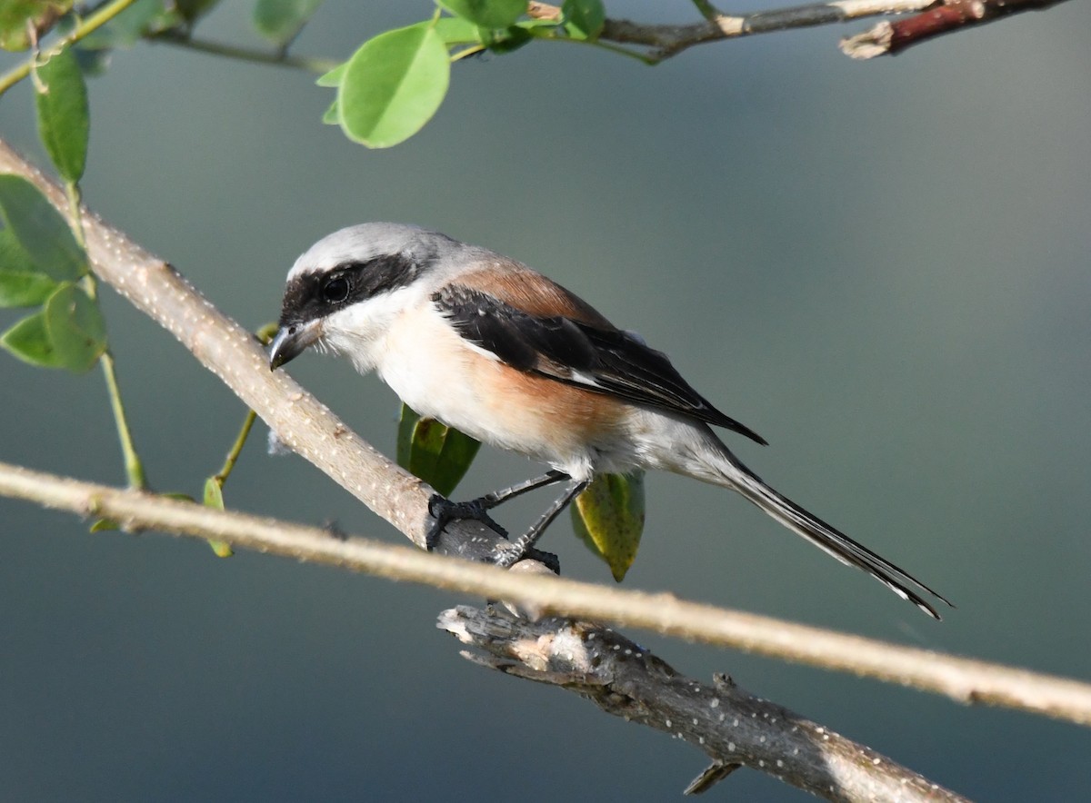 Bay-backed Shrike - ML647011024