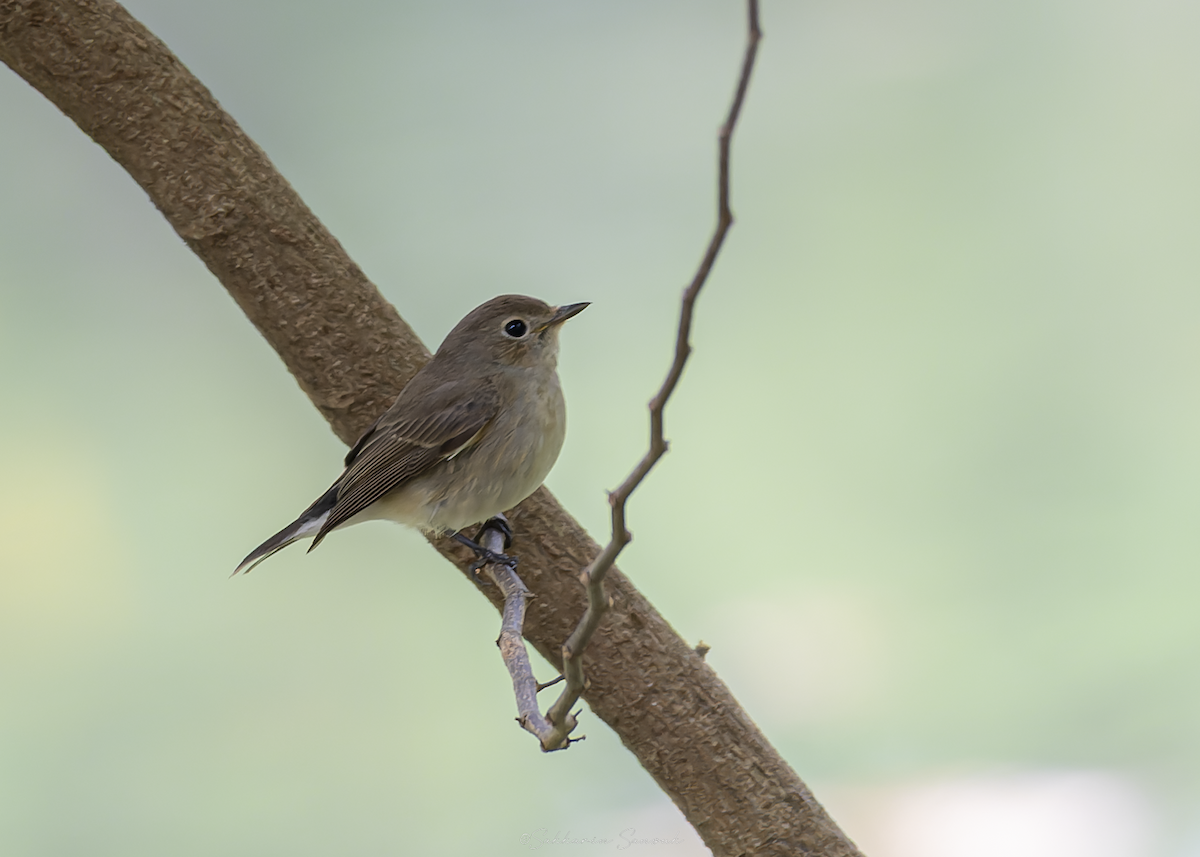 lejsek sibiřský - ML647011025