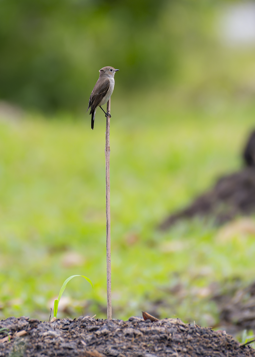 lejsek sibiřský - ML647011026