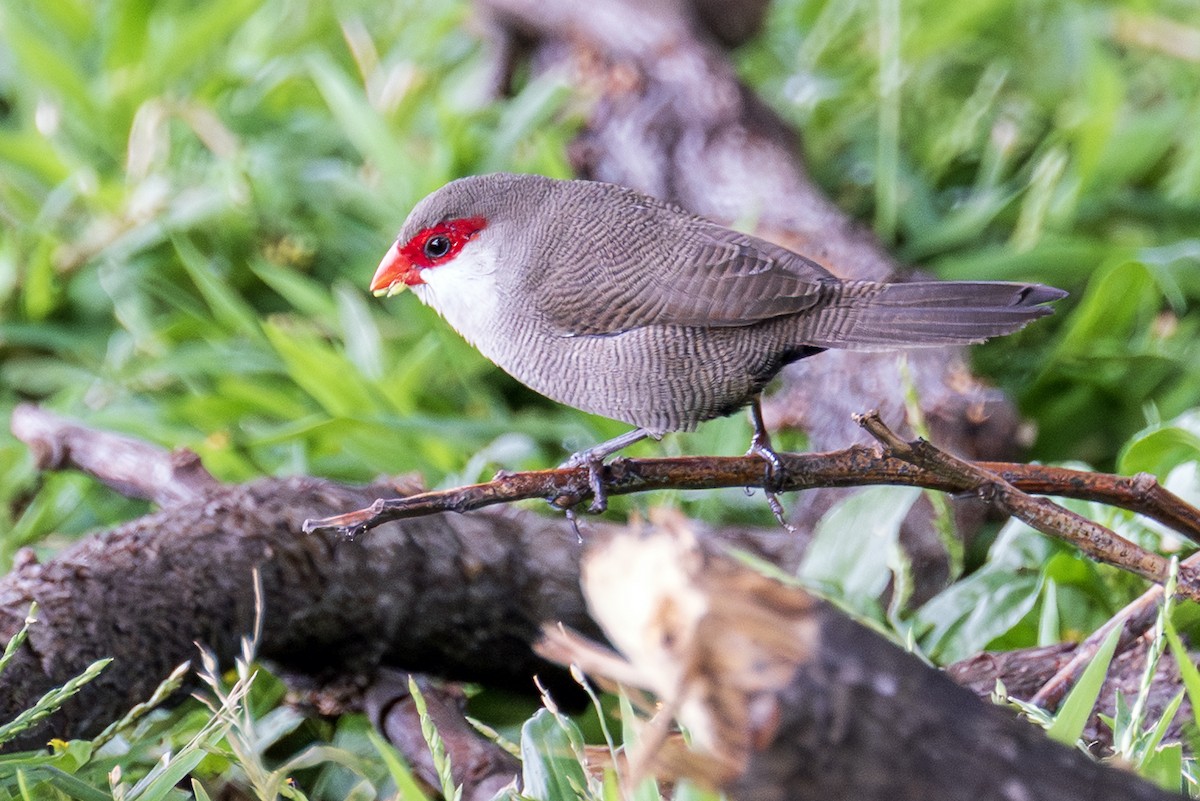 オナガカエデチョウ - ML647011029