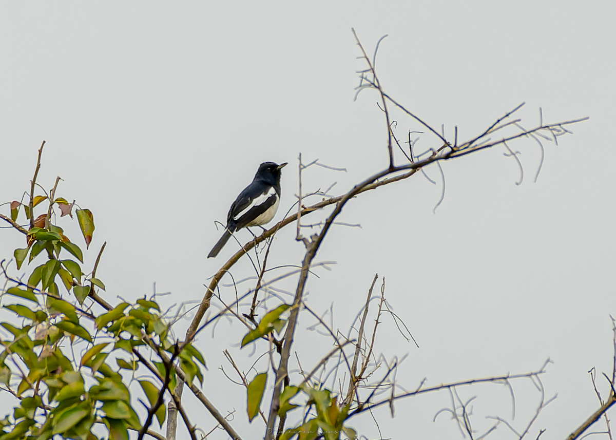 Oriental Magpie-Robin - ML647011030
