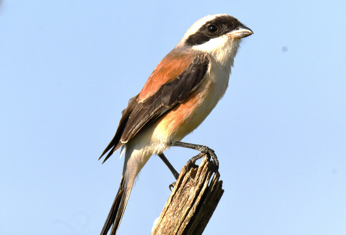 Bay-backed Shrike - ML647011032