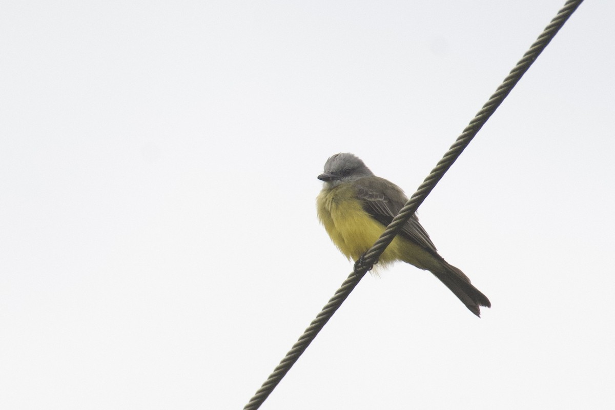 Tropical Kingbird - ML647011033