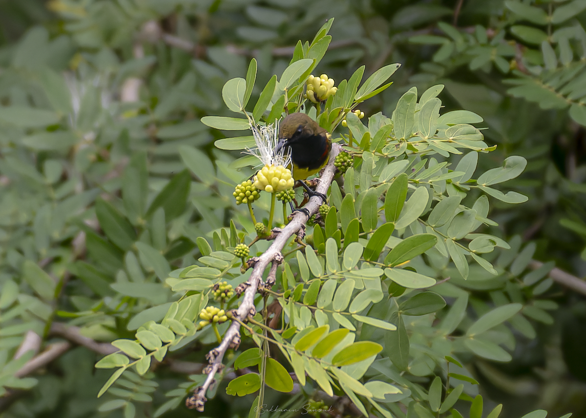 strdimil zdobený - ML647011034