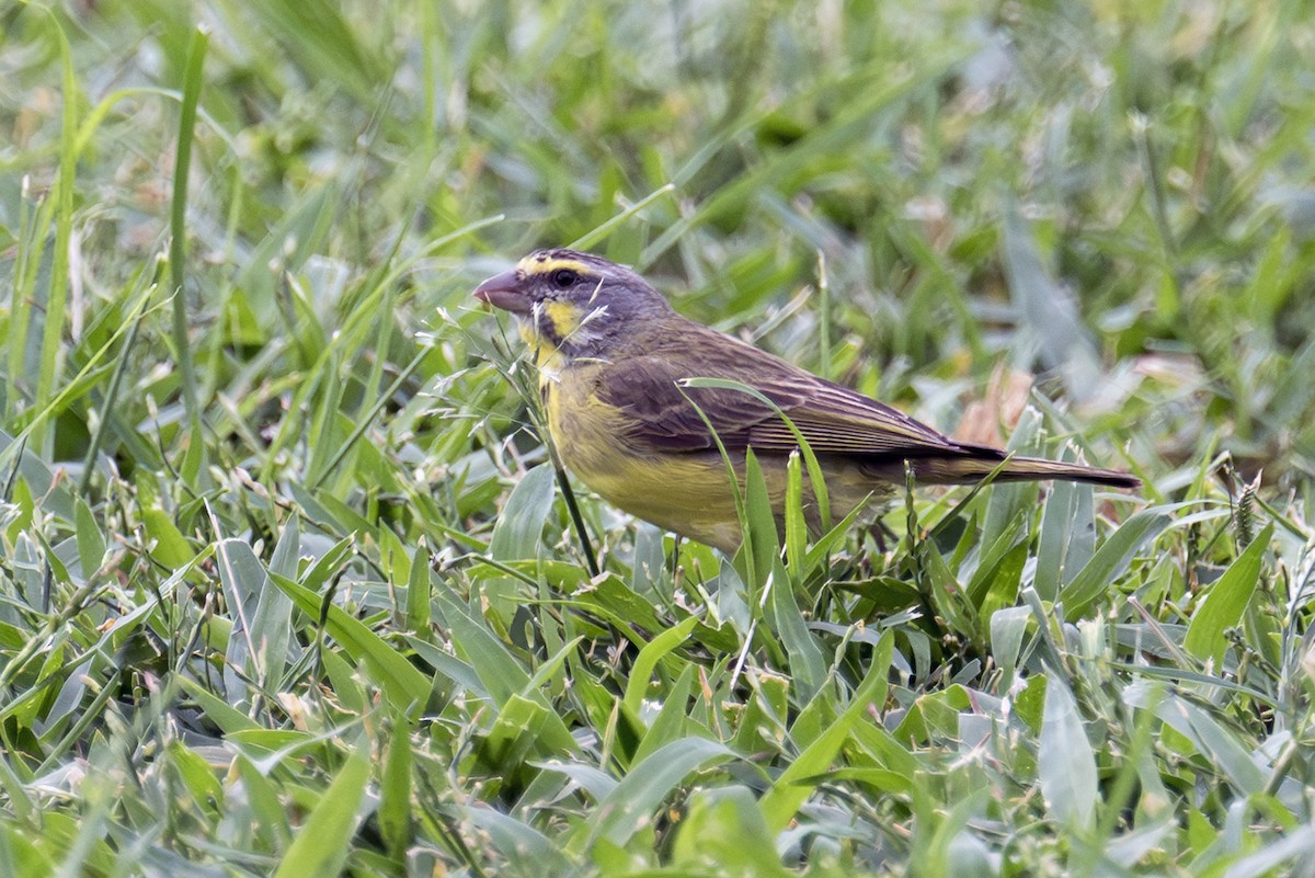 キマユカナリア - ML647011035