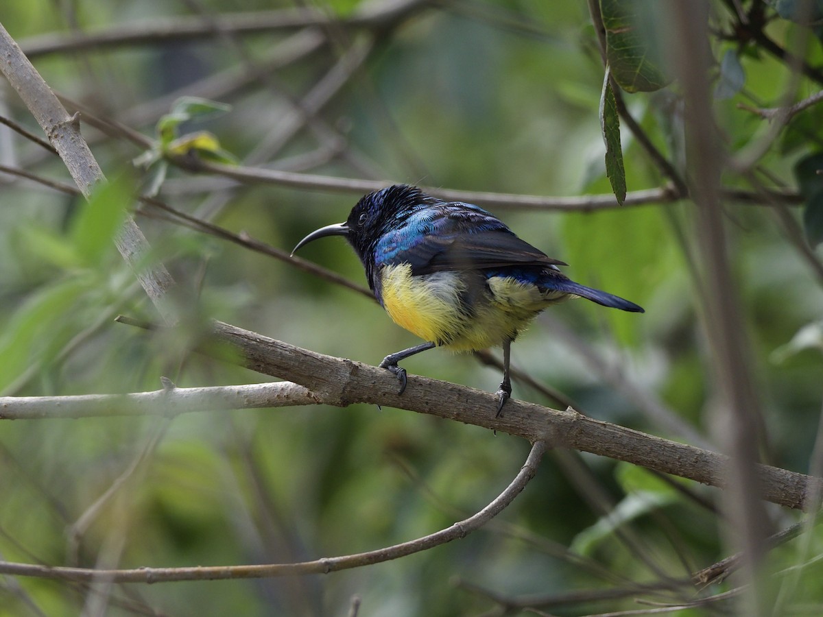 Variable Sunbird - ML647011036