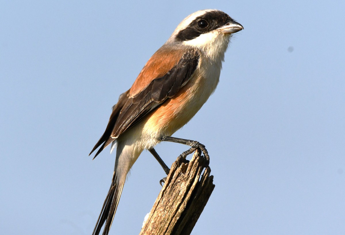 Bay-backed Shrike - ML647011037