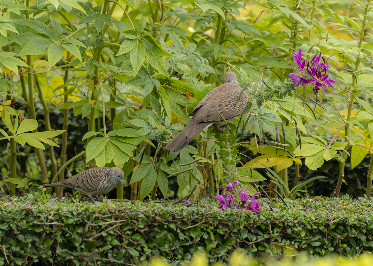 hrdlička kropenatá (ssp. chinensis/suratensis) - ML647011041